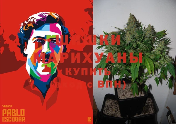 индика Бородино